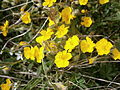 Helianthemum oelandicum subsp. alpestre