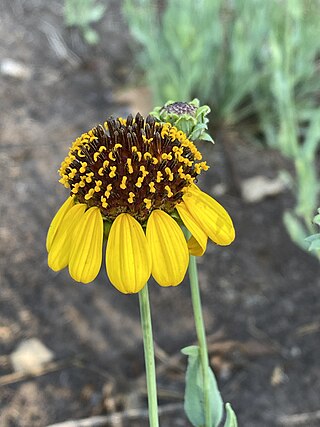 <i>Helianthus ciliaris</i> Species of sunflower