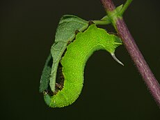 Hemaris fuciformis - Larva 07 (HS).JPG