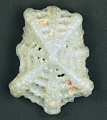 Hemitoma emarginata ostheimerae (fırfırlı emarginate emarginula) (San Salvador Adası, Bahamalar) 1 (15568466654) .jpg
