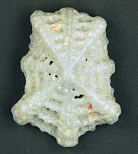 <i>Montfortia emarginata</i> species of mollusc