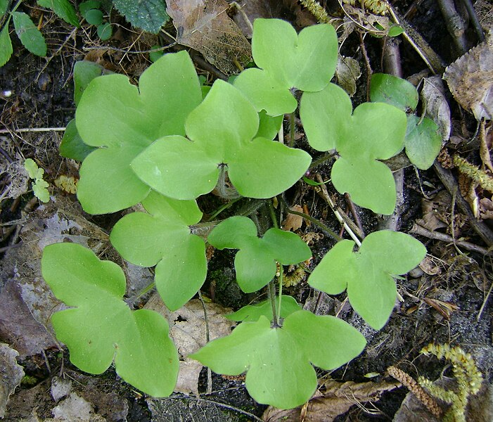 File:Hepatica nobilis kz1.jpg