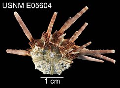 Hesperocidaris houstoniana (face orale)