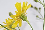 Hieracium laevigatum by Danny S. - 003.jpg