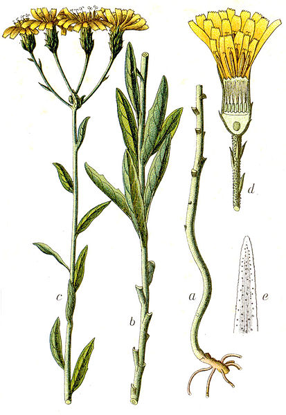 File:Hieracium umbellatum Sturm64.jpg