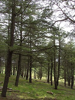 Himalájai cédrusliget (Cedrus deodara), a Canberrai Nemzeti Arborétum területén