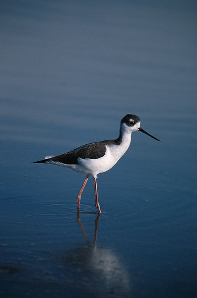 File:Himantopus mexicanus NB!!.jpg