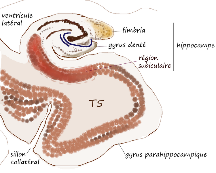 File:Hippocampe parahippo.png