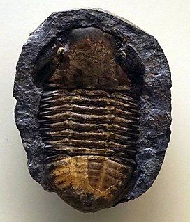 <i>Hoekaspis</i> Extinct genus of trilobites