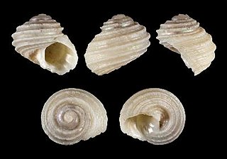 <i>Homalopoma</i> Genus of gastropods