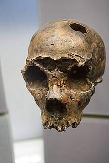 Homo neanderthalensis skull - National Museum of Natural History (8587341141).jpg