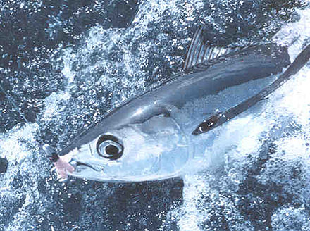 Freshly hooked albacore tuna