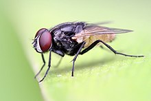 Housefly on a leaf photographed with a shallow depth of field, noticeable in the blurring in the foreground and the fly's right wing Housefly on a leaf crop.jpg