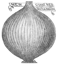 GIANT RED ROCCA ONION.