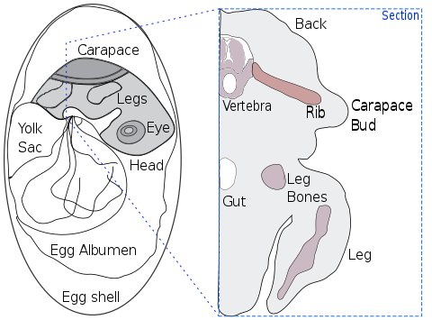 Drawing of a section through a turtle embryo showing formation of the shell, with the ribs growing sideways