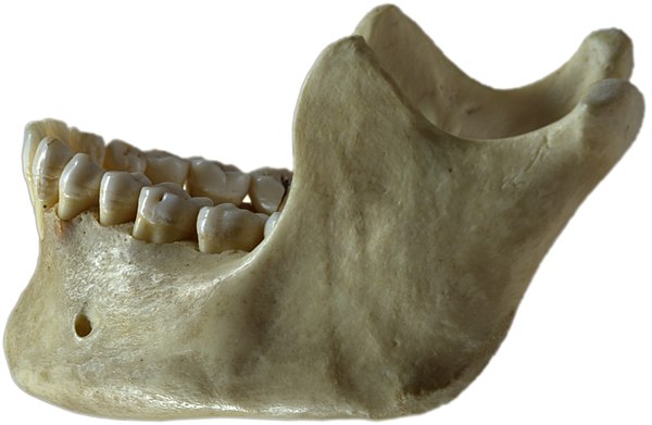 Human lower jaw viewed from the left