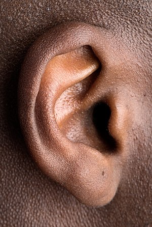 אוזן: תפקידי האוזן, חלקי האוזן ומסלול השמיעה, לקות שמיעה