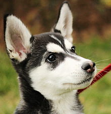 A Huskamute (Siberian Husky-Alaskan Malamute cross) puppy Huskamute facial expression.jpg