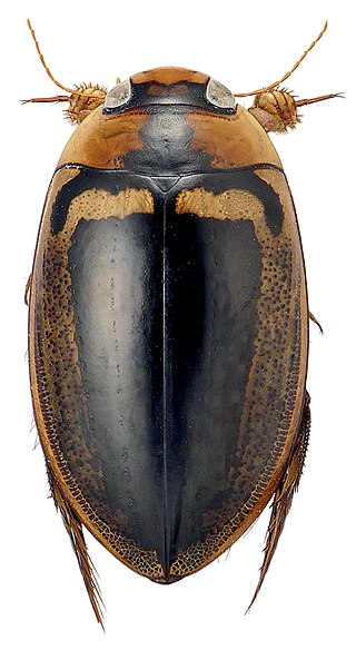 <i>Hydaticus luczonicus</i> Species of beetle