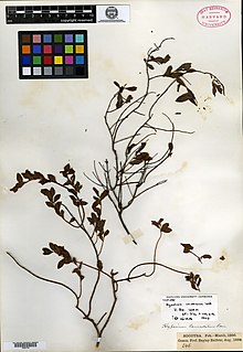 Hypericum socotranum.jpg