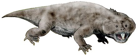 Hyperodapedon (Rhynchosauria) †