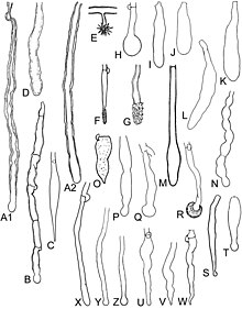 Types and shapes of cystidial elements in Hyphodontia s.l.: O is ventricose submucronate Hyphodontia (10.3897-mycokeys.12.7568) Figure 1.jpg