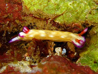 <i>Hypselodoris violabranchia</i> species of mollusc