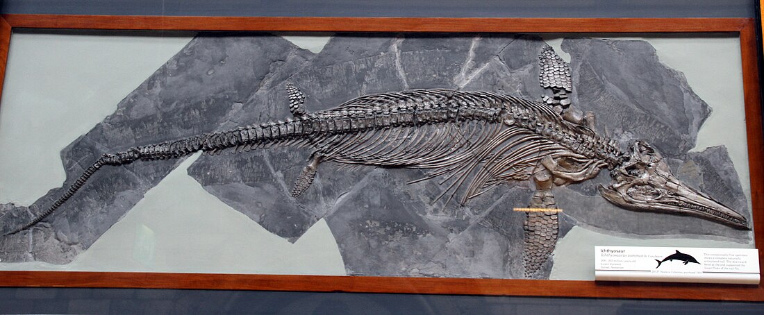 Ichthyosaurus