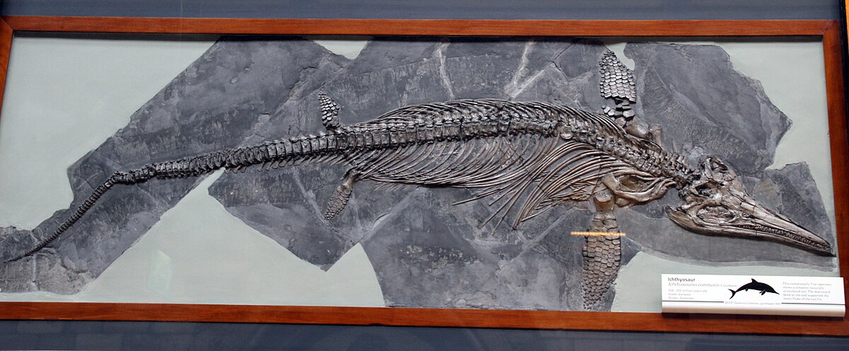 オフタルモサウルスの椎弓 魚竜 恐竜 化石 ジュラ紀 イギリス
