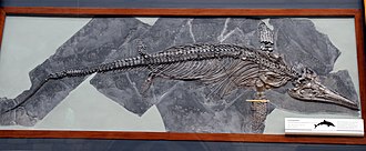 Fossil of Ichthyosaurus somersetensis at the Natural History Museum, London Ichthyosaurus communis in London.jpg