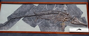 Ichthyosaurus communis in London.jpg