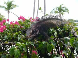 Archivo:Iguana.ogv