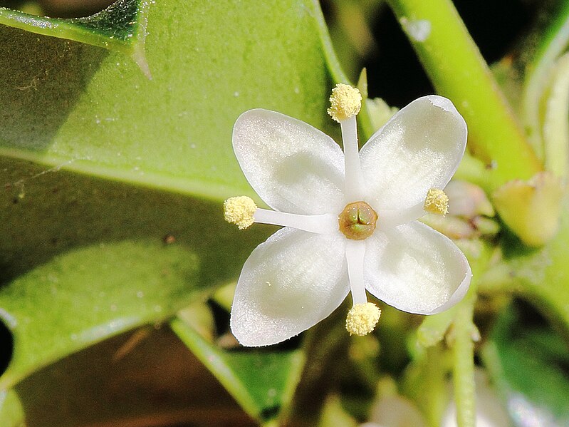 File:Ilex aquifolium male HC1.JPG