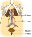 İngilizce (SVG)