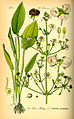 Alisma plantago-aquatica plate 35 in: Otto Wilhelm Thomé: Flora von Deutschland, Österreich u.d. Schweiz, Gera (1885)