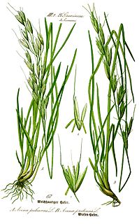 <i>Avenula</i> Genus of grasses