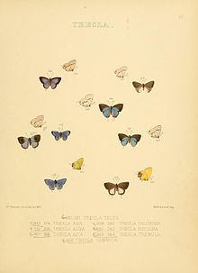 איוריםDiurnalLepidopteraPlate57.jpg