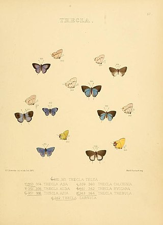 <i>Chlorostrymon</i> Butterfly genus in family Lycaenidae