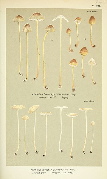 File:Illustrations of British Fungi (Hymenomycetes), to serve as an atlas to the "Handbook of British Fungi" (Pl. 208) (6055677763).jpg