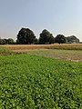Indian Agriculture Farm Images