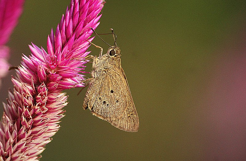 File:Indian palmbob.jpg