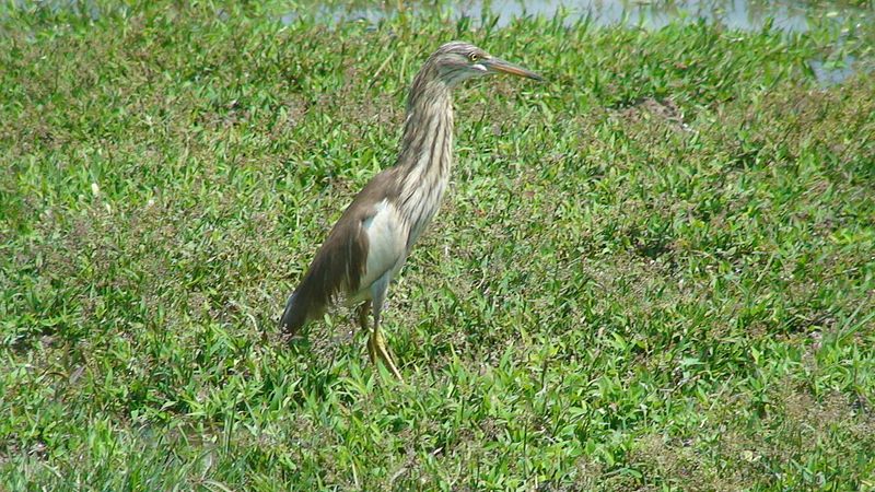 File:Indian pond heron.JPG