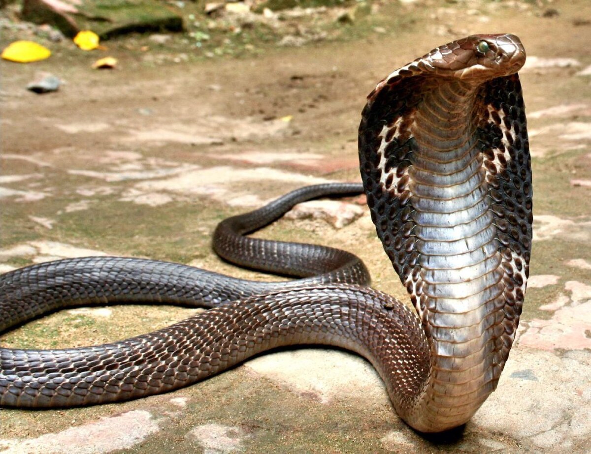 Rắn hổ mang Ấn Độ: Rắn hổ mang Ấn Độ được biết đến như một trong những loài rắn độc nhất thế giới. Hãy cùng khám phá những hình ảnh và thông tin thú vị về loài rắn đáng sợ này. Ở đây, bạn sẽ được đắm mình vào thế giới đầy bí ẩn và đa dạng của loài rắn độc.