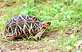 Indian star tortoise by N. A. Naseer