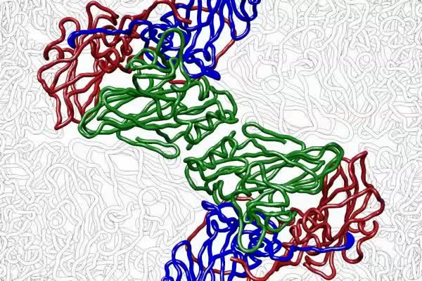 rhinovirus structure