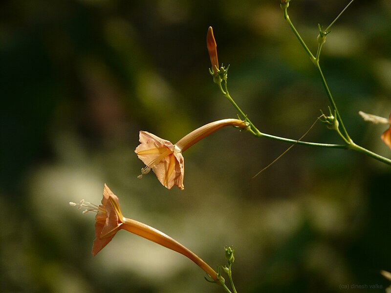 File:Ipomoea hederifolia (2982084712).jpg