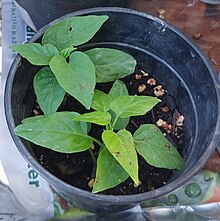 Ipomoea macrorhiza seedlings 2.jpg