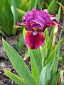 Iris 'Cherry Pop', Kosaciec 'Cherry Pop', 2019-05-03