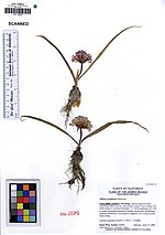 Smámynd fyrir Allium yosemitense