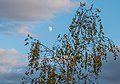 * Nomination Top of a birch at the Botanical Garden of Olarizu. Vitoria-Gasteiz, Basque Country, Spain --Basotxerri 15:56, 16 January 2017 (UTC) * Promotion Good quality. --A.Savin 17:39, 16 January 2017 (UTC)